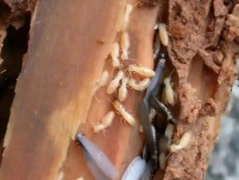 五河白蚁防治公司分享工厂厂房白蚁防控，保障生产仓储正常运转